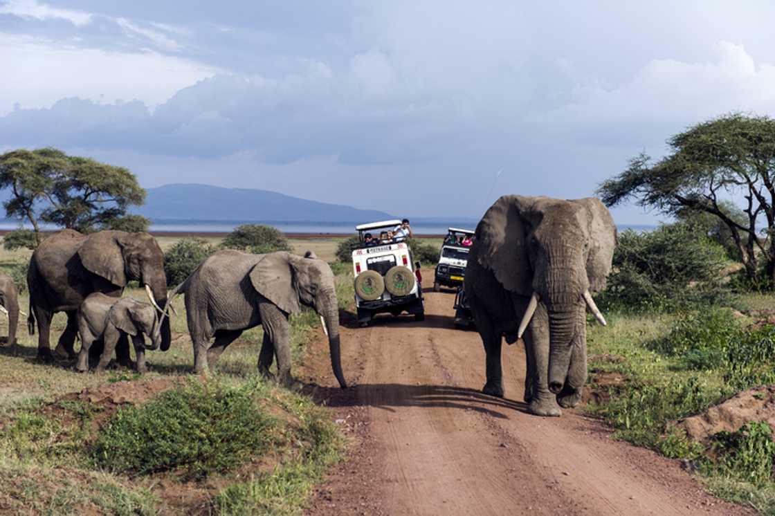 A charging elephant vs driver terrifying encounter left many people in SA talking. A charging elephant vs driver terrifying encounter left many people in SA talking.