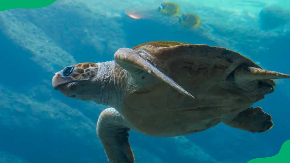 uShaka Marine World tickets prices uShaka Marine World tickets prices