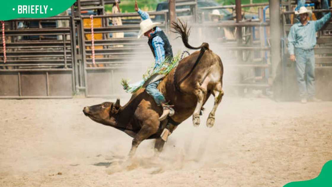 Cowboy Riding a big bull Cowboy Riding a big bull