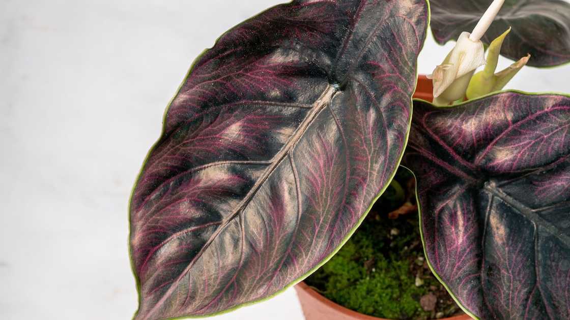 An Alocasia azlanii in a pot An Alocasia azlanii in a pot