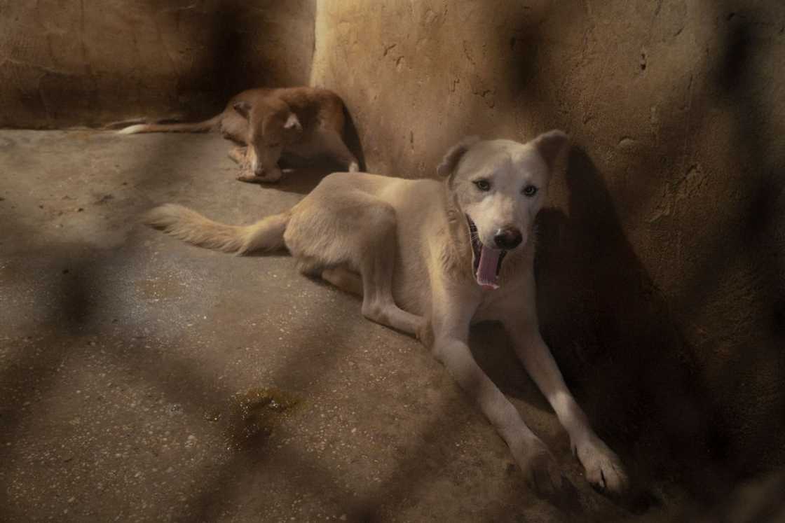 Township dogs are a phenomenon in South Africa Township dogs are a phenomenon in South Africa