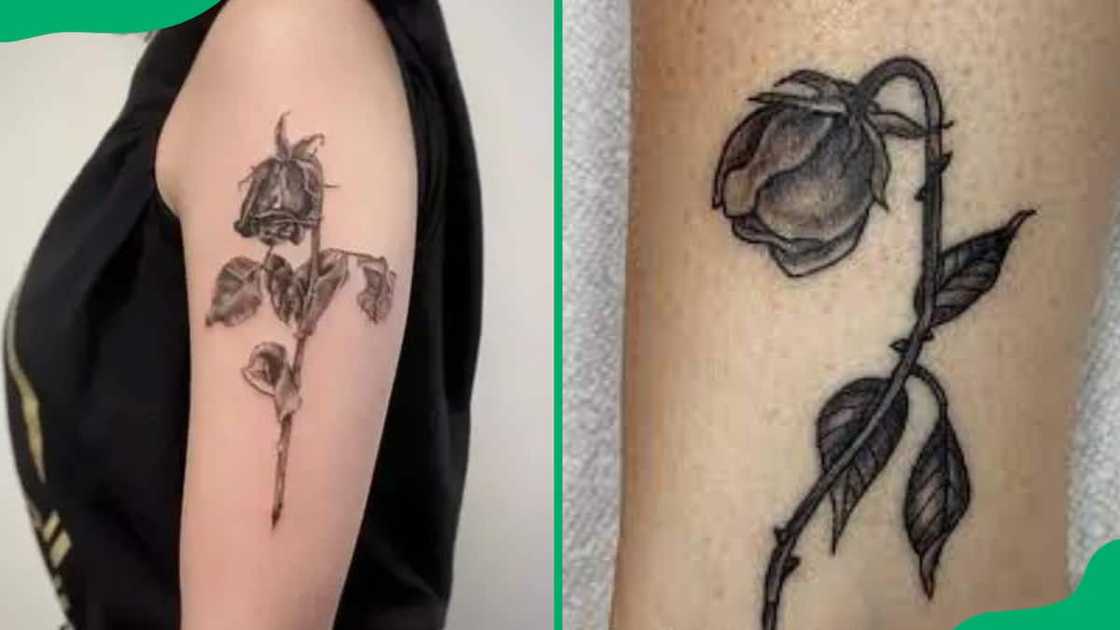 Dead rose tattoos Dead rose tattoos