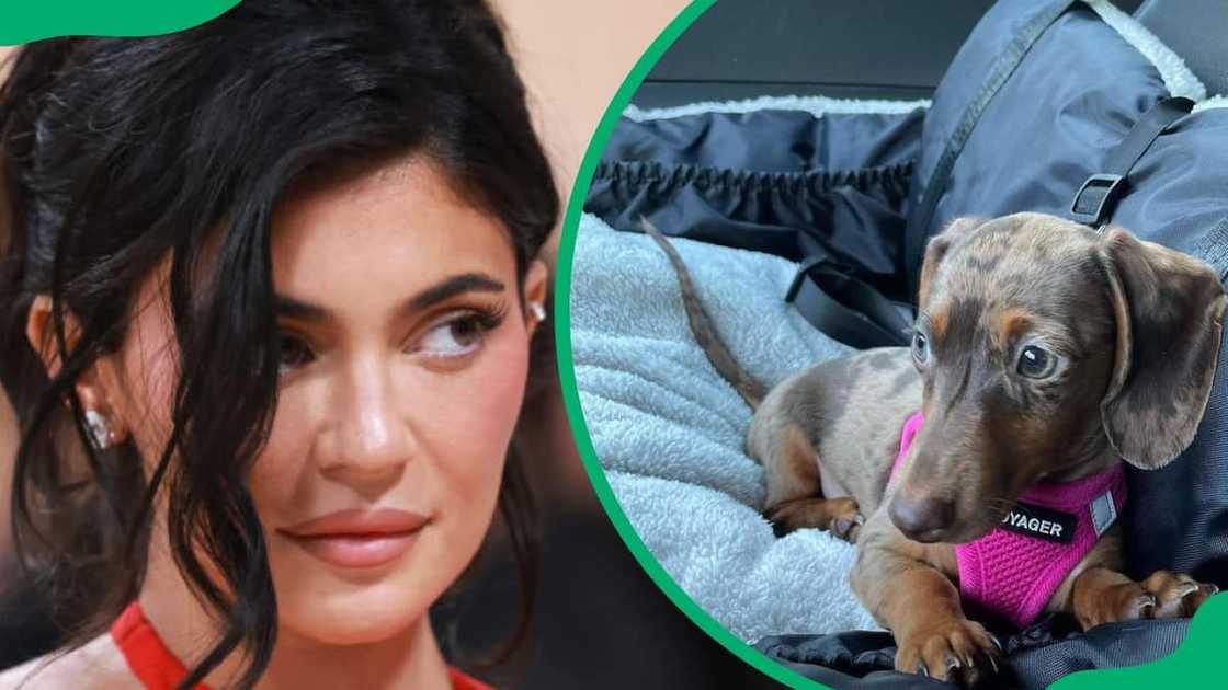 Kylie Jenner during the 2023 Met Gala (L). Kristen’s adorable dog (R) Kylie Jenner during the 2023 Met Gala (L). Kristen’s adorable dog (R)