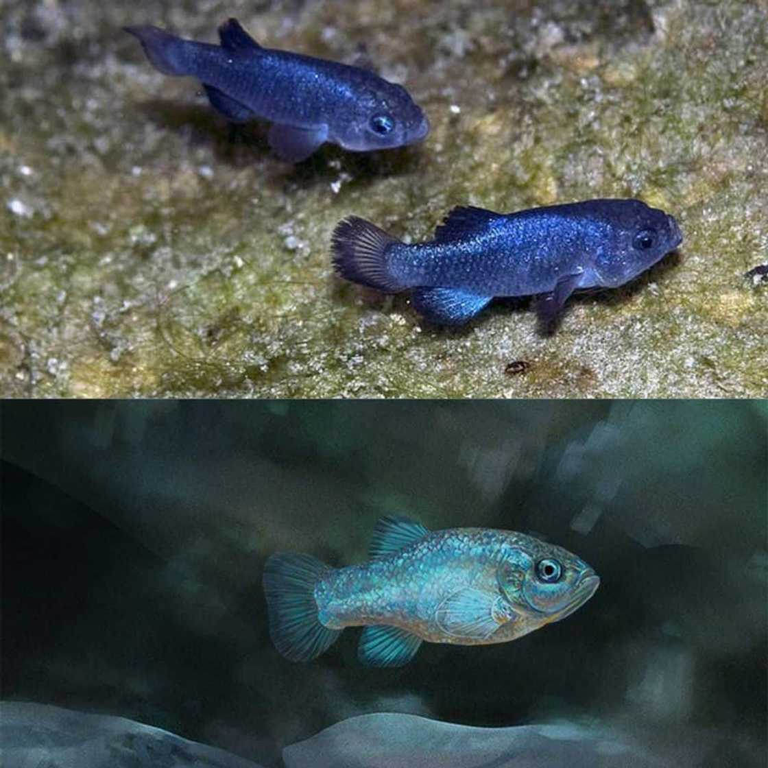 What are the top ten the rarest fish? What are the top ten the rarest fish?