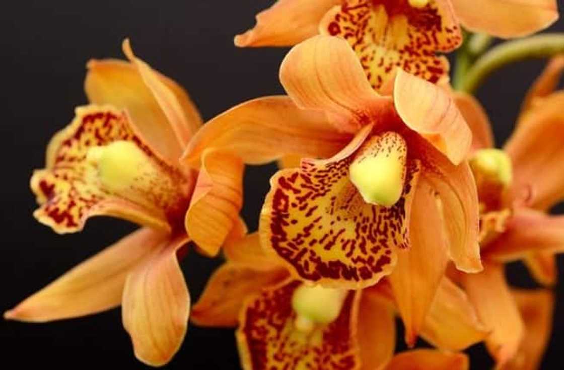 Hochstetter’s Butterfly orchid Hochstetter’s Butterfly orchid
