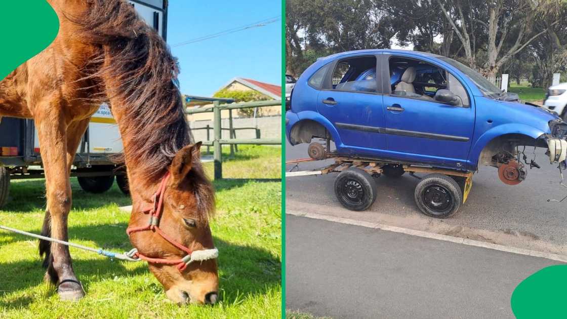 The Cape of Good Hope SPCA rescued a pony from its owner The Cape of Good Hope SPCA rescued a pony from its owner