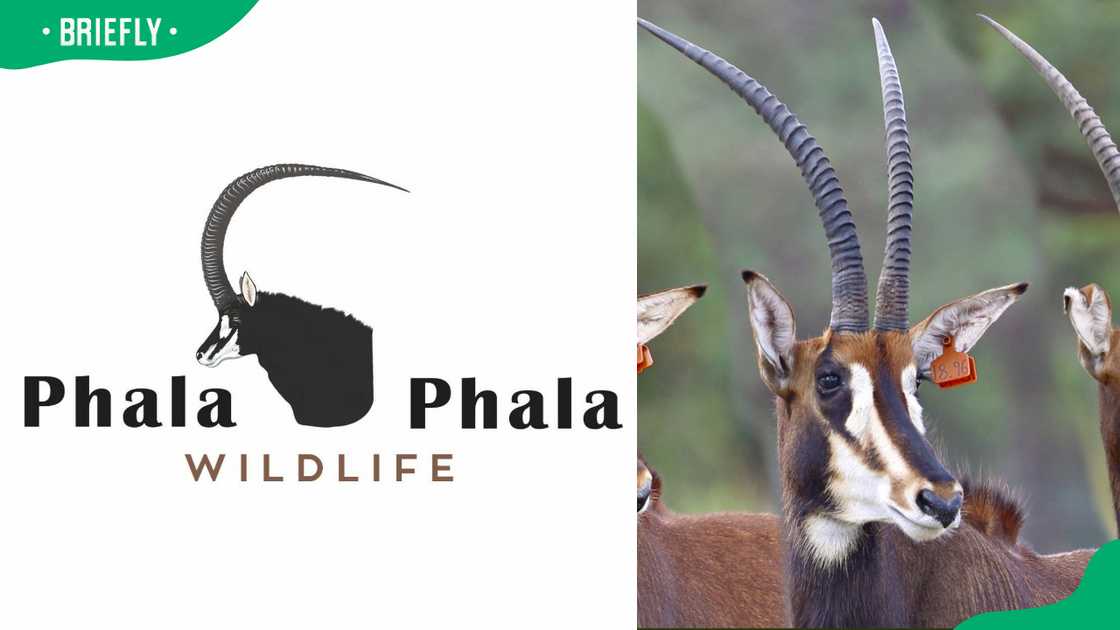Phala Phala Game Farm Phala Phala Game Farm