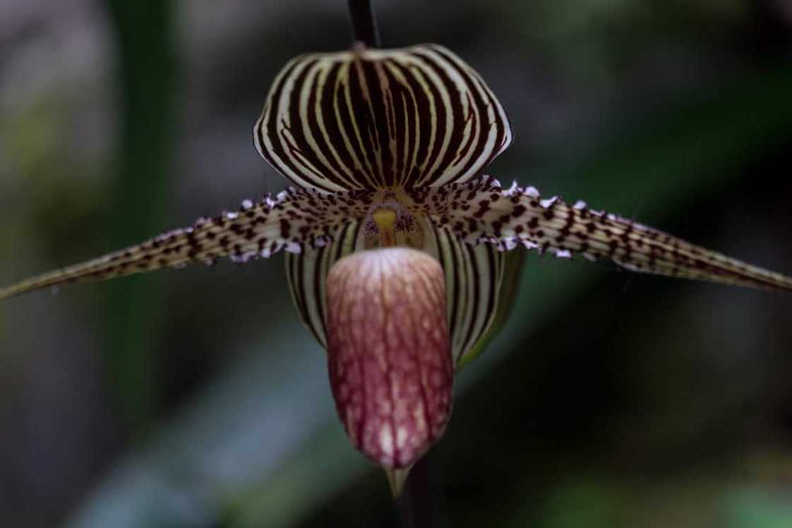 The Gold of Kinabalu orchid The Gold of Kinabalu orchid
