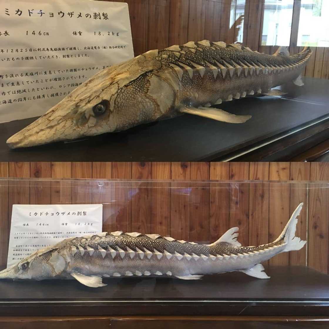 Rarest fish ever Rarest fish ever