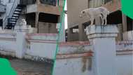 Kasi dog trolled by 2 hilarious passerbys for guarding house by standing on wall in video
